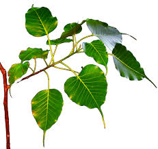 Tree Planting Tree Planting