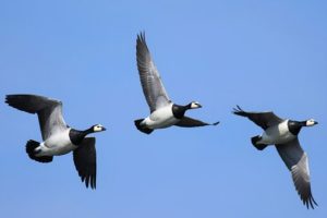 Migratory Birds Migratory Birds