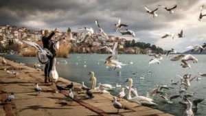 Migratory Birds Migratory Birds