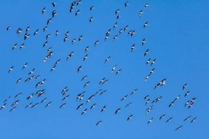Migratory Birds Migratory Birds