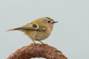 Migratory Birds Migratory Birds