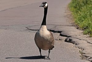 Migratory Birds Migratory Birds
