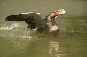 Migratory Birds Migratory Birds