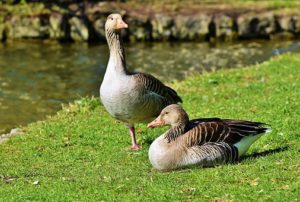 Migratory Birds Migratory Birds