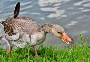Migratory Birds Migratory Birds