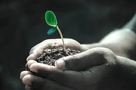 Plants grown on soil tested soil and with full care