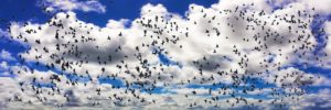 Migratory Birds Migratory Birds