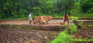 Farmer suicides Farmer suicides