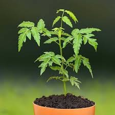 Tree Planting Tree Planting