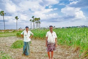 Farmer suicides Farmer suicides
