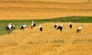 Migratory Birds Migratory Birds