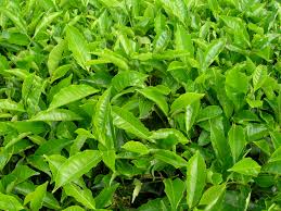 Vegetative Propagation in Tea