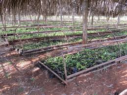 Bamboo shade for Vegetative propagation in Tea
