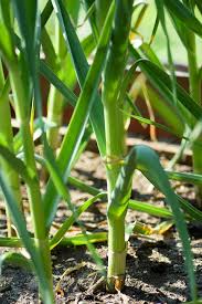 Growing Garlic from a clove