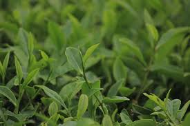 Tea leaves after vegetative propagation in tea