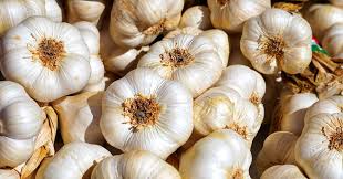 Growing Garlic from a clove