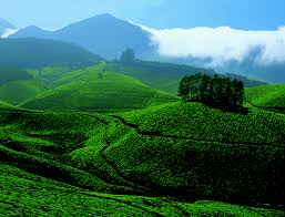 Planting Material for Tea Cultivation in North India