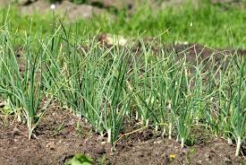 Growing Garlic from a clove