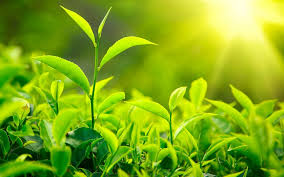 Vegetative Propagation in Tea