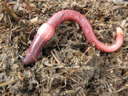 Vermicomposting of organic wastes in India