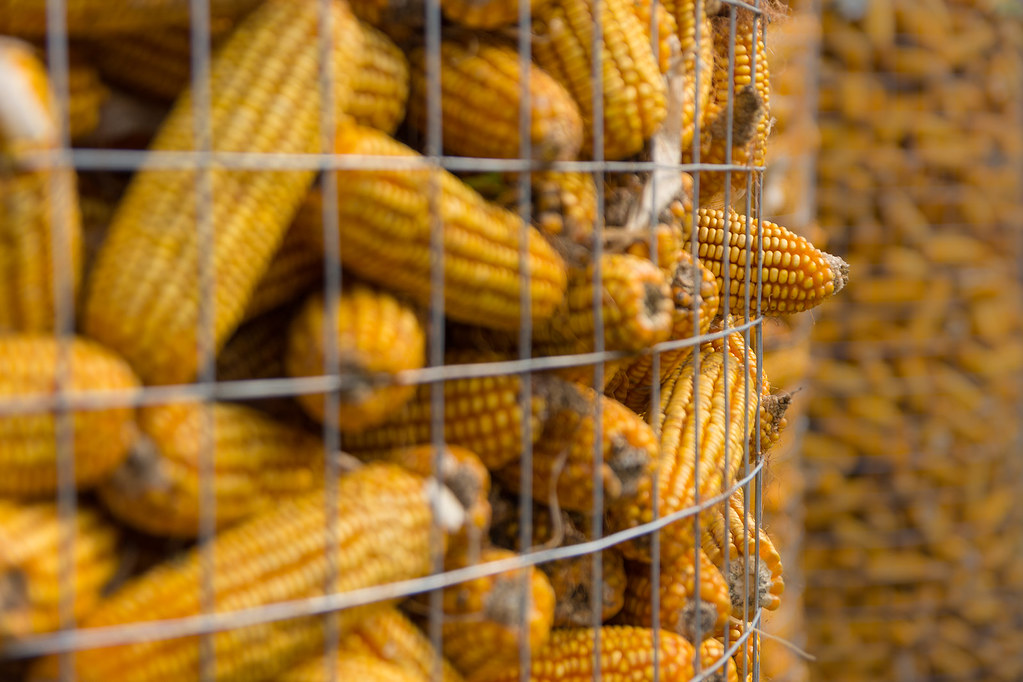 Why Indian Farmers need help from the Government