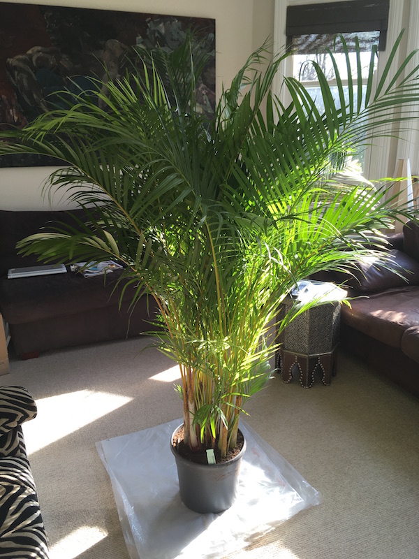09 Best Air Purifier Plants For Your Hom