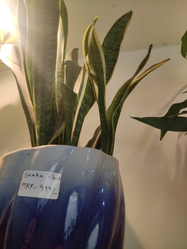 09 Best Air Purifier Plants For Your Hom
