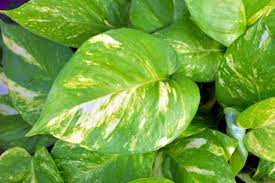 09 Best Air Purifier Plants For Your Hom