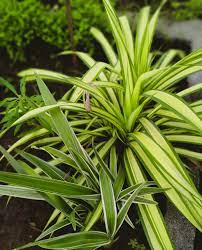 09 Best Air Purifier Plants For Your Hom