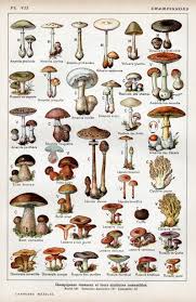 Benefit of eating Mushrooms